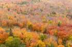 USA, Minnesota, Superior National Forest. Autumn forest colors. Art Print